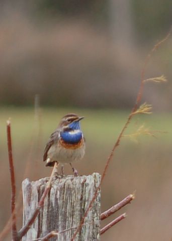 Gorgebleue