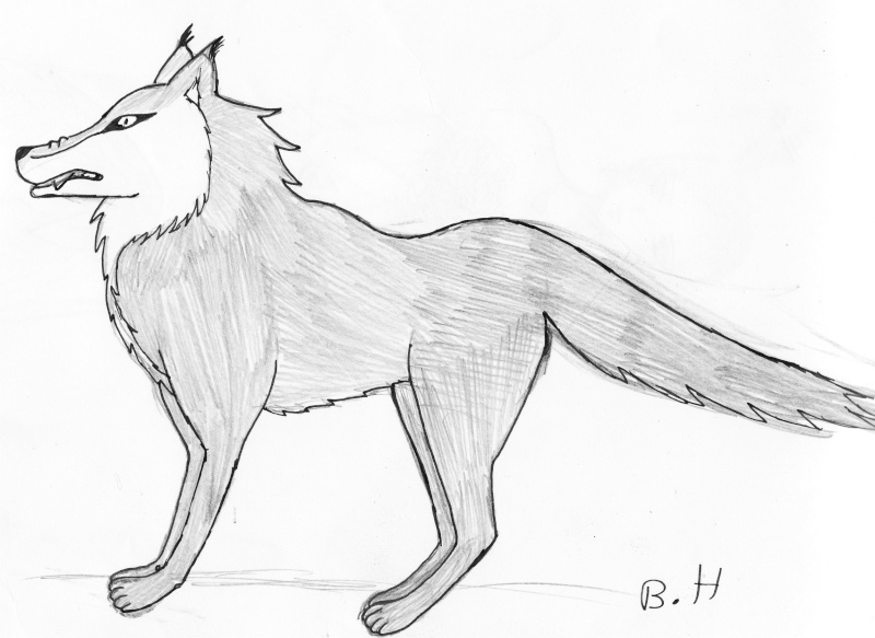 comment dessiner un loup