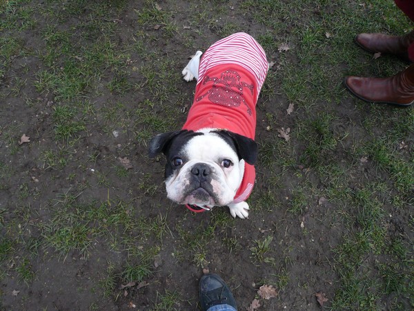 rencontre bouledogue francais vincennes