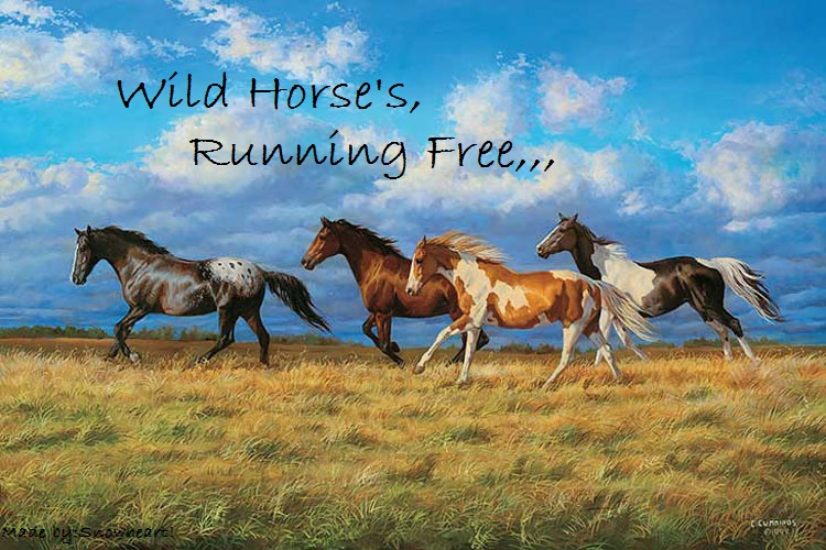 horses running free. Wild Horses Running Free