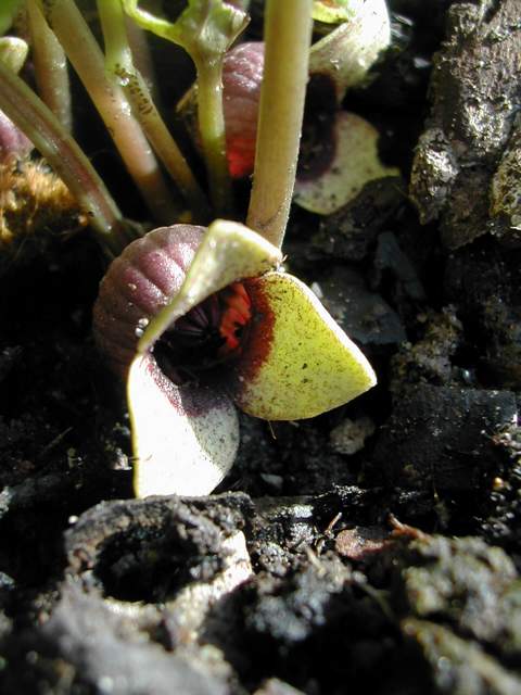 asarum12.jpg