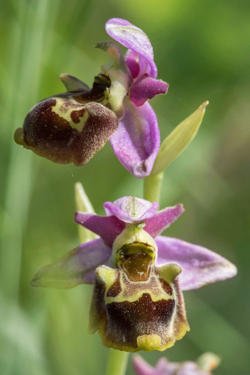 ophrys10.jpg