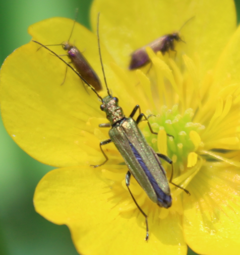 oedeme11.png