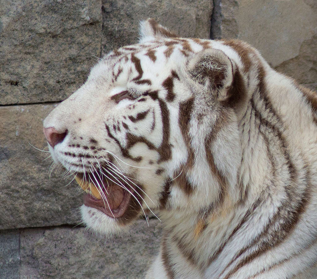 tigre_10.jpg