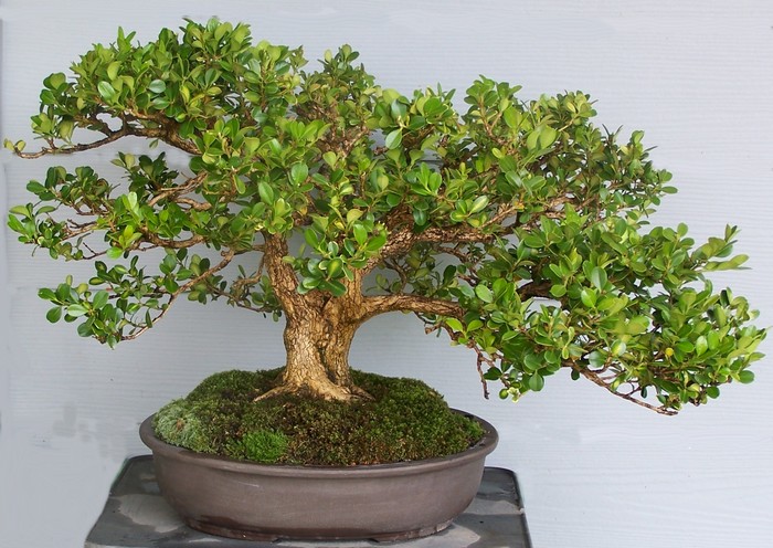 Live oak style boxwood