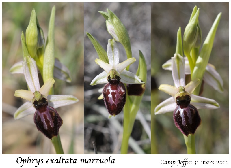 ophrys19.jpg