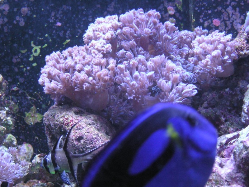 koraal11.jpg