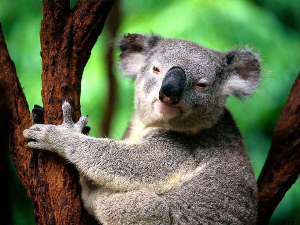koala_10.jpg
