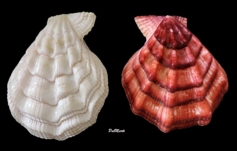 pecten12.jpg