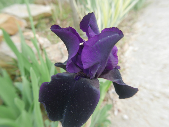 iris_n12.jpg