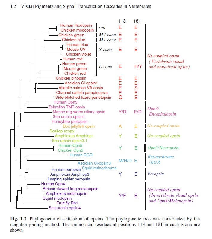 opsin_10.jpg