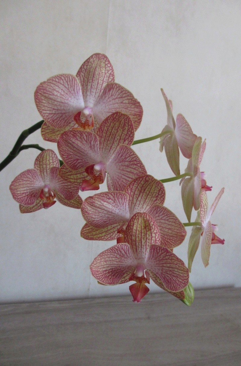 orchid11.jpg