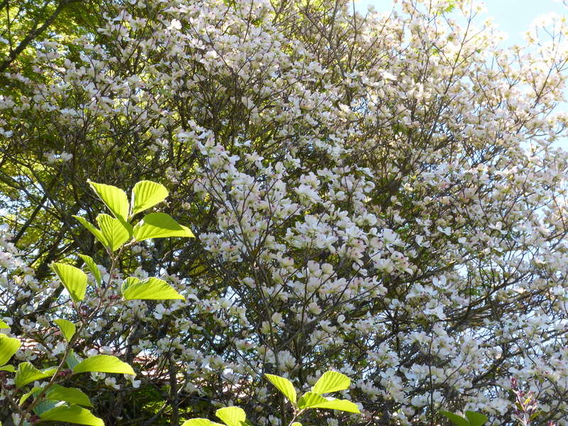 cornus16.jpg