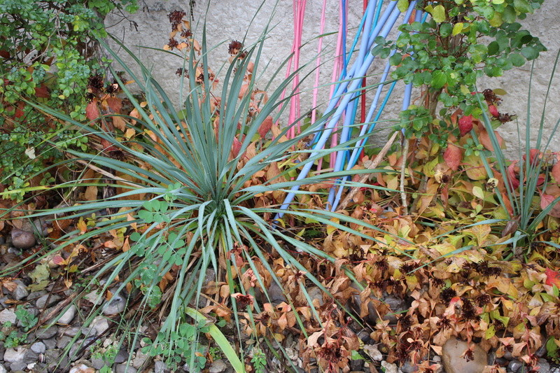 yucca_11.jpg