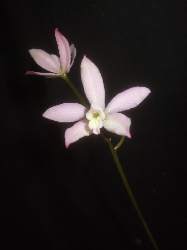 laelia12.jpg