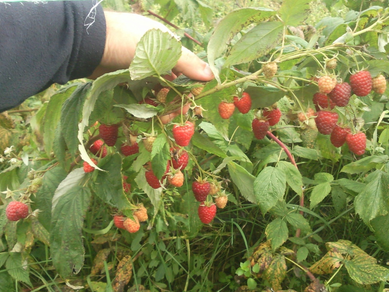 snc00310.jpg