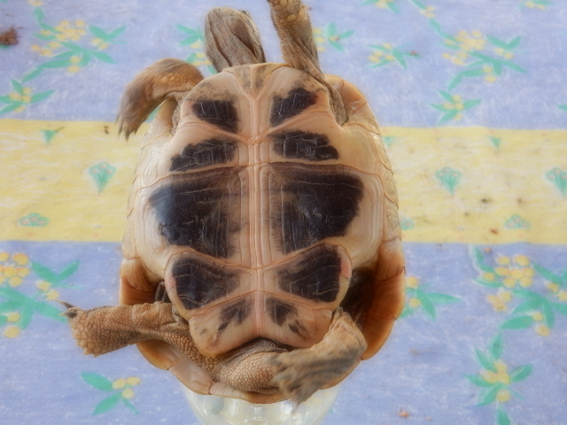 tortue18.jpg