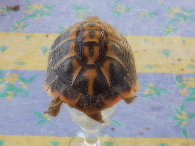 tortue19.jpg