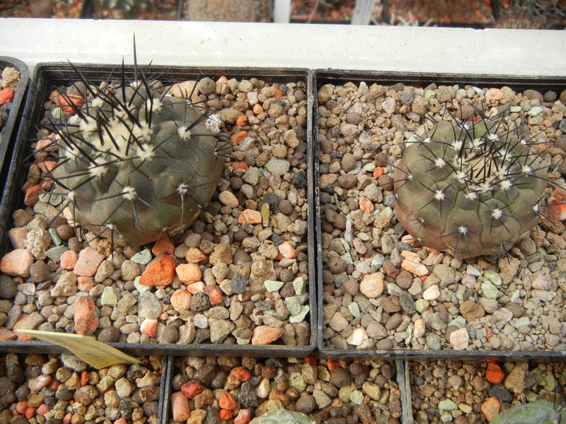 dscn2648.jpg