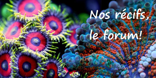 nos récifs