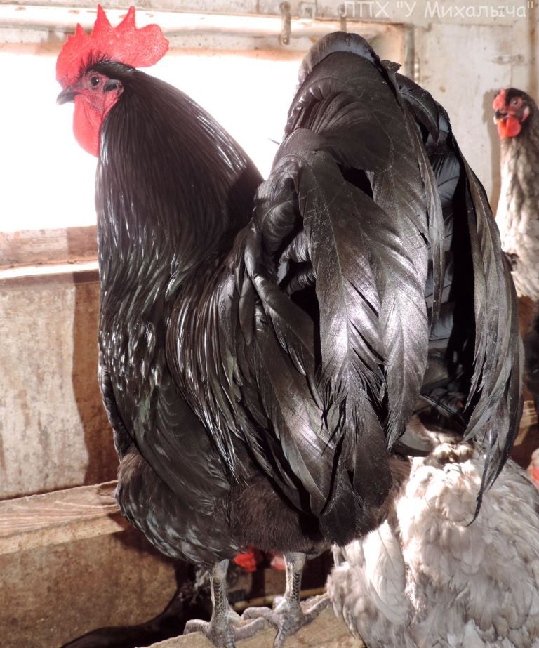 Как называется черная курица. Армавирские куры порода. Хейлюль куры породы. Куры черные породы. Чёрная порода кур.
