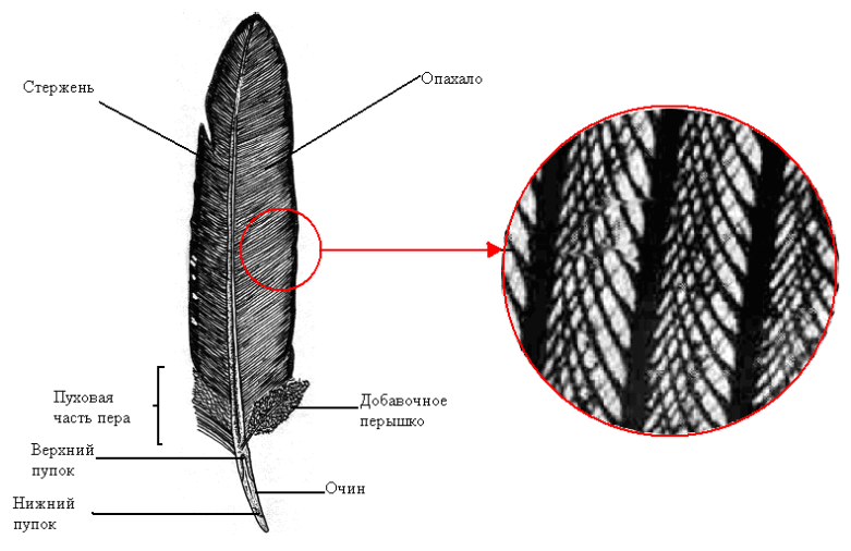 Широкая и мягкая часть пера называется. Пуховое перо птицы строение. Контурное перо. Строение контурного пера птицы. Пуховые перья строение.
