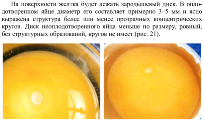 Как определить оплодотворенное яйцо курицы. Оплодотворенное куриное яйцо. Оплодотворенное яйцо и неоплодотворенное яйцо. Оплодотворенное яйцо курицы. Бластодиск оплодотворенного яйца.