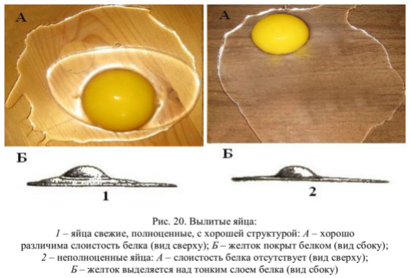 Развитие оплодотворенного яйца
