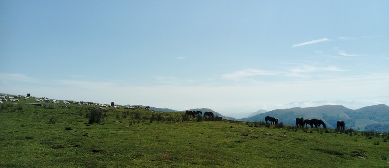 brebis11.jpg