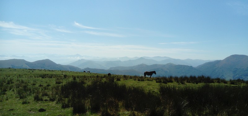 cheval10.jpg