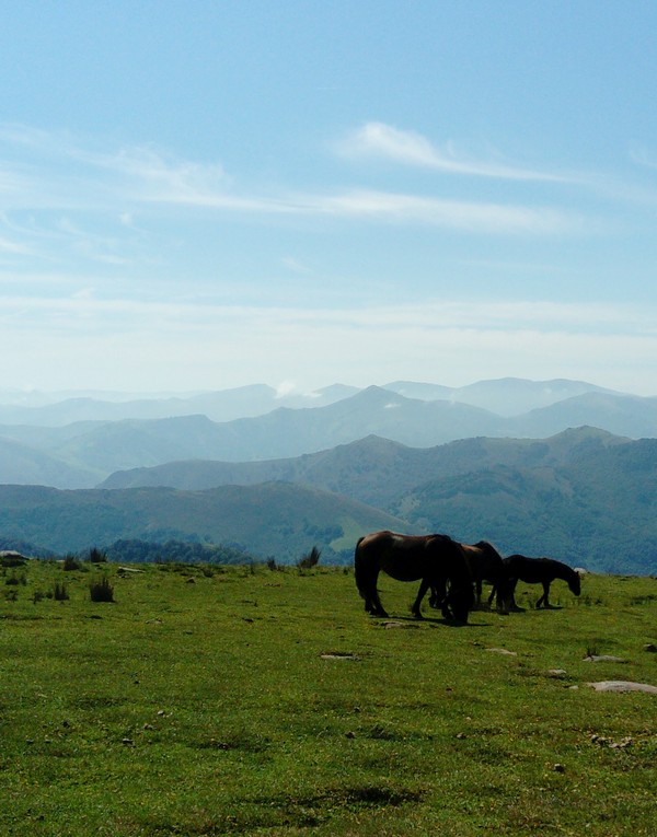 chevau13.jpg