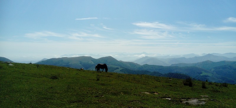 chevau16.jpg