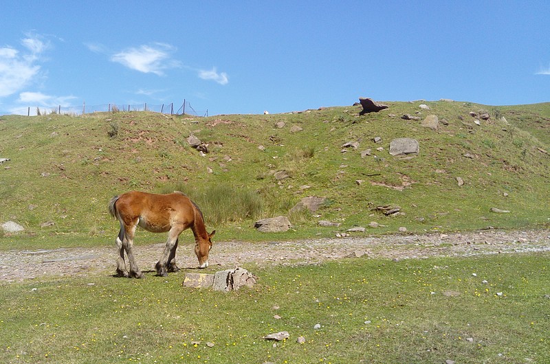 poulai11.jpg