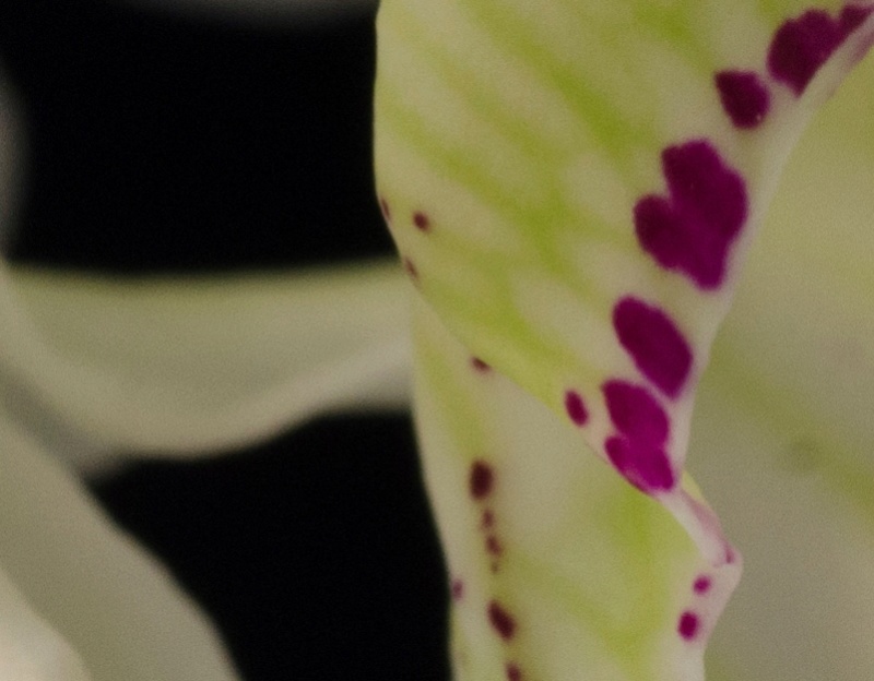orchid27.jpg