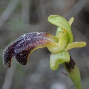 ophrys67.jpg