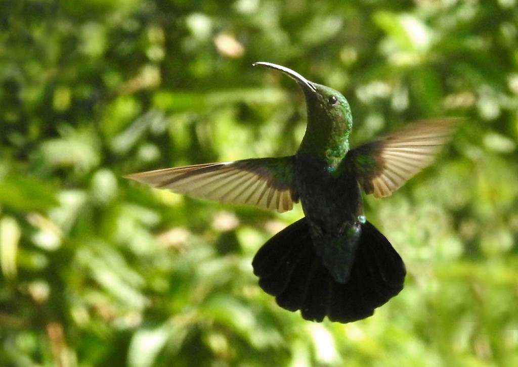 colibr11.jpg