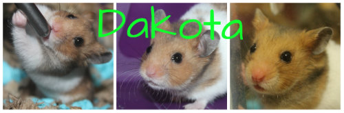 dakota11.jpg