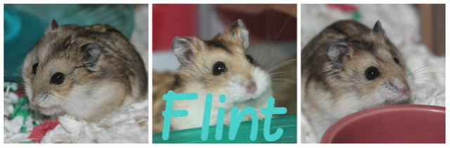 flintc11.jpg
