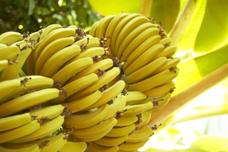 banane11.jpg