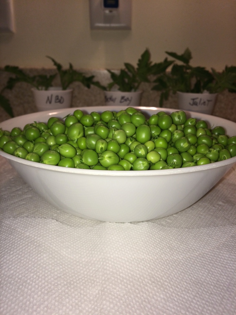 peas_013.jpg