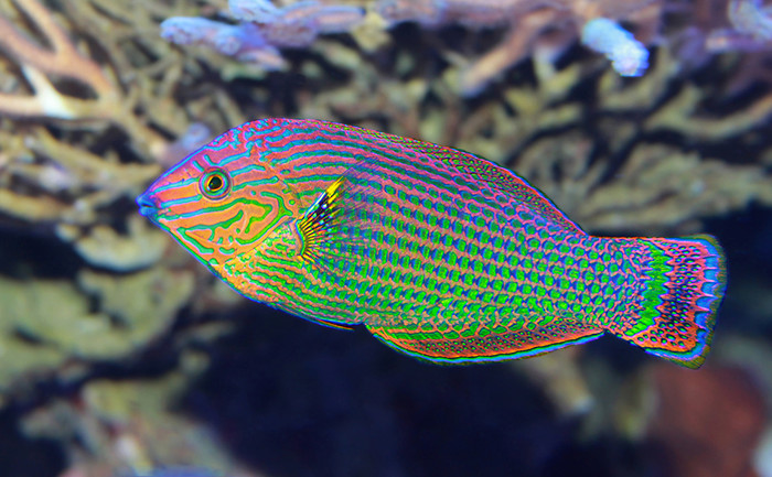 wrasse10.jpg