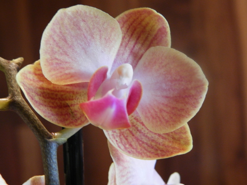 orchid15.jpg
