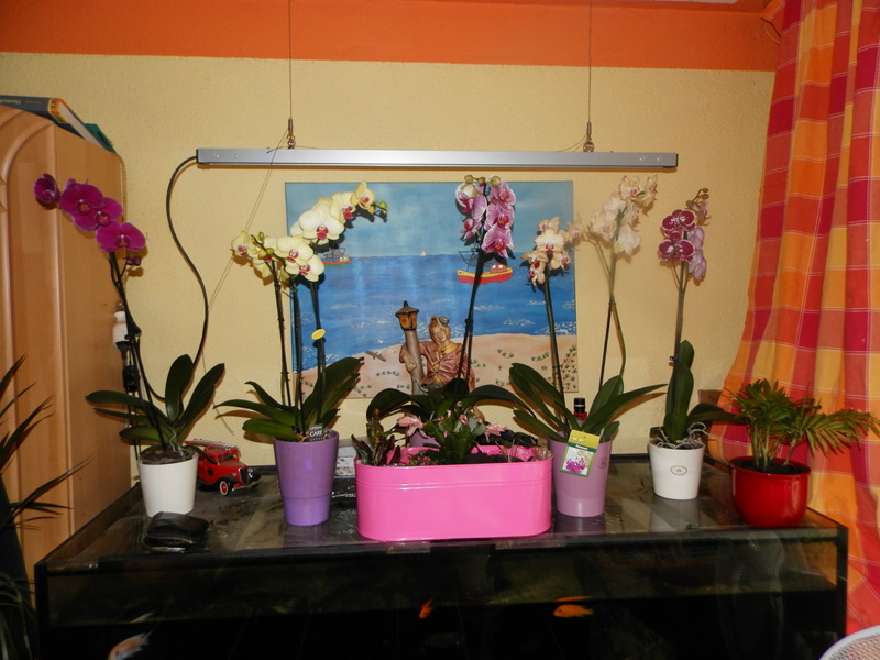orchid16.jpg
