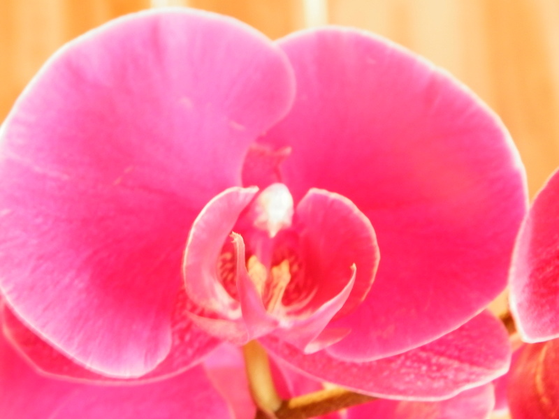 orchid18.jpg