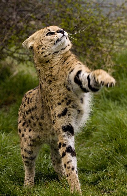 serval11.jpg