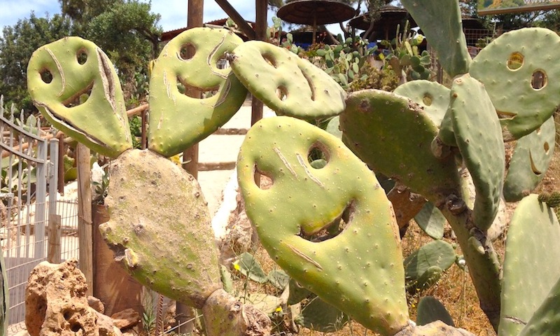 cactus10.jpg