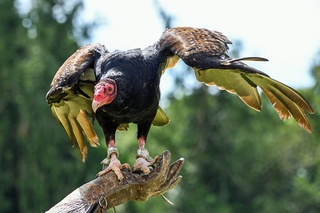 vultur11.jpg