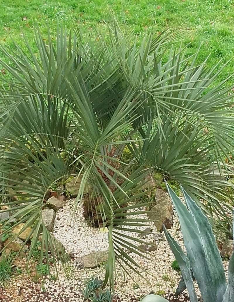 butia11.jpg