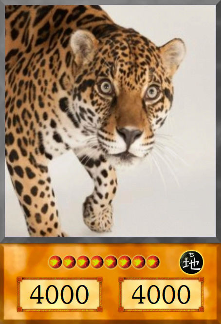 jaguar11.jpg