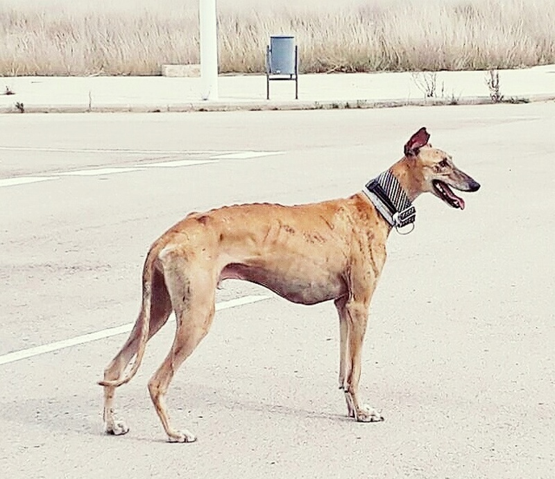 galgo214.jpg